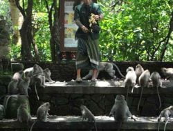 Pengelola DTW Monkey Forest Ubud Kewalahan Sediakan Pakan Monyet