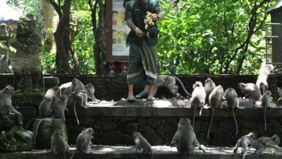 dtw monkey forest ubud bali
