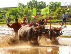 Makepung Lampit, Sebuah Tradisi Makepung di Jembrana Bali