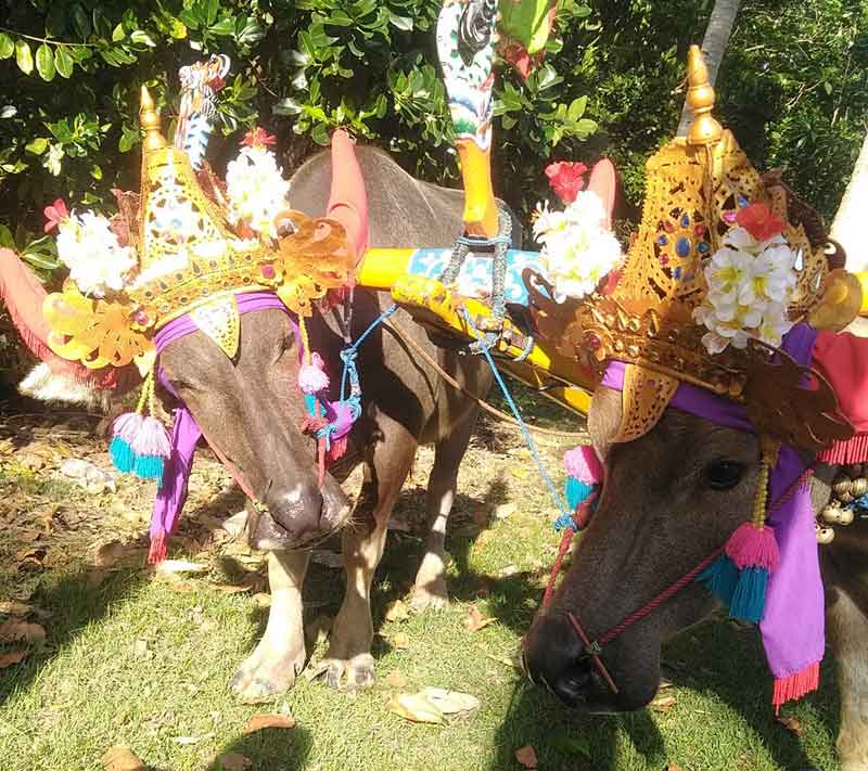 Tradisi Makepung di Jembrana - Balap Kerbau Khas Jembrana Bali
