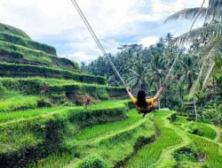 Destinasi Wisata Bali Ayunan Hits di Ubud