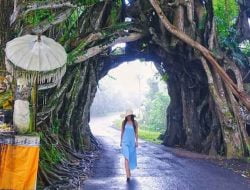 Mitos Bunut Bolong, Terowongan Pohon Bali yang Mistis