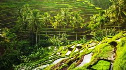 Bali Peringkat 2 Tujuan Paling populer Dunia versi TripAdvisor