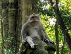 Melangkah ke Dunia Primata: Eksplorasi Ubud Monkey Forest