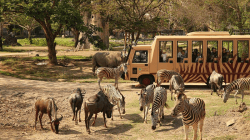 Bali Safari & Marine Park: Petualangan Liar di Pulau Dewata