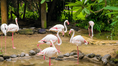 Bali Bird Park Gianyar