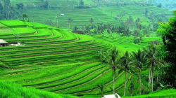 Jatiluwih Rice Terrace