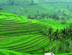 Jatiluwih Rice Terrace: Lukisan Alam di Kaki Gunung Batukaru