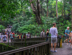 Monkey Forest Ubud: Surga Hutan & Kera Bali