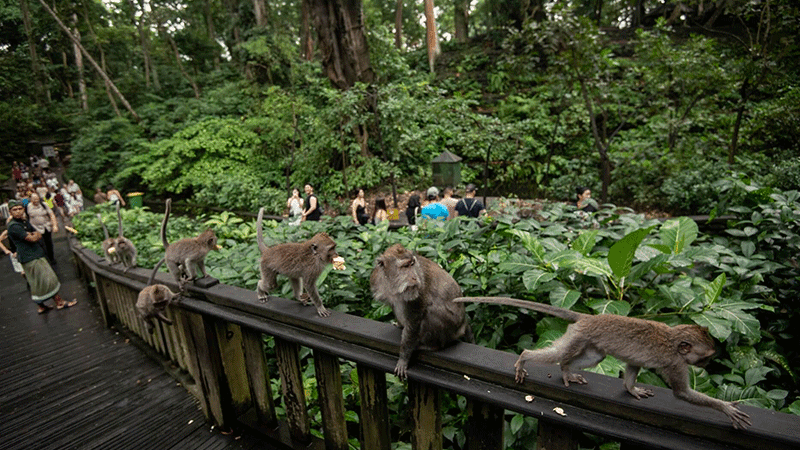 Monkey Forest Ubud