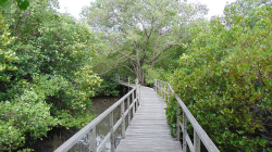 Hutan Mangrove Bali – Ekowisata Alami di Suwung Kauh