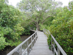 Hutan Mangrove Bali – Ekowisata Alami di Suwung Kauh
