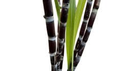 5 Tanaman Penolak Desti Menurut Kepercayaan Hindu Bali