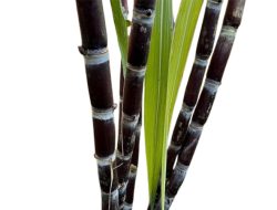 5 Tanaman Penolak Desti Menurut Kepercayaan Hindu Bali