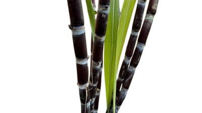 5 Tanaman Penolak Desti Menurut Kepercayaan Hindu Bali