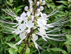 Tanaman Kumis Kucing: Manfaat untuk Kesehatan Tubuh