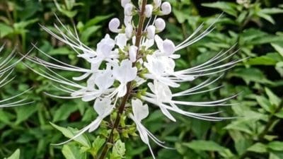 Tanaman Kumis Kucing