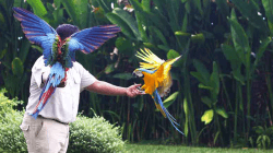 Bali Bird Park: Destinasi Edukasi dan Rekreasi Satwa di Gianyar