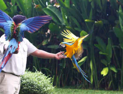 Bali Bird Park: Destinasi Edukasi dan Rekreasi Satwa di Gianyar
