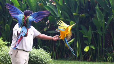 Bali Bird Park