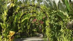 Kemenuh Orchid Garden: Surga Anggrek Tropis di Gianyar, Bali