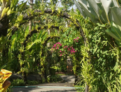 Kemenuh Orchid Garden: Surga Anggrek Tropis di Gianyar, Bali