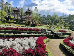 Taman Edelweis Bali: Hamparan Bunga Putih di Lereng Gunung Agung
